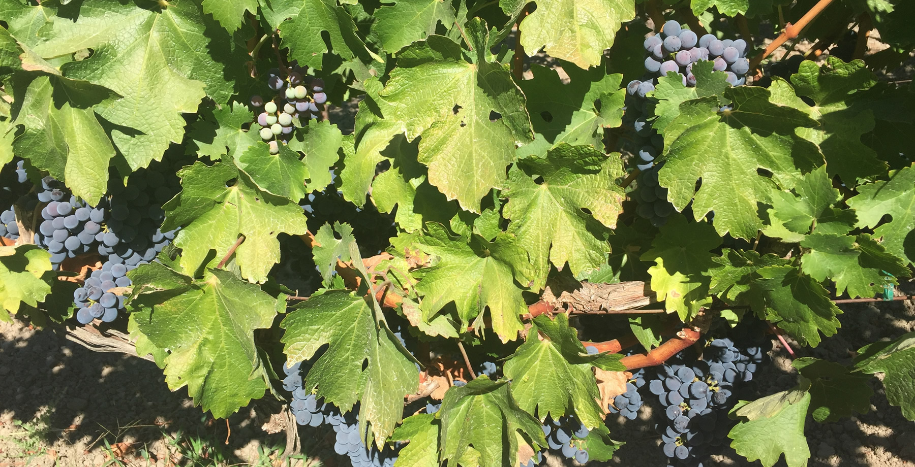 Grapes