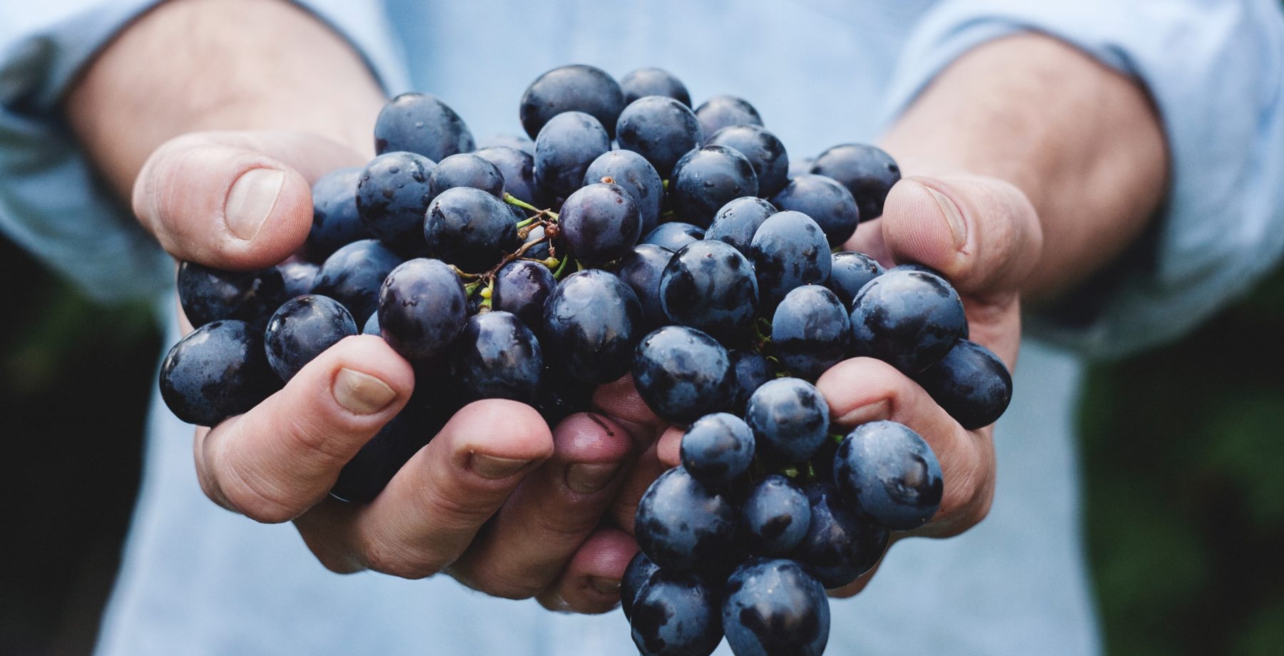 Hands holding grapes